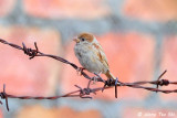 <i>(Passer montanus )</i><br /> Eurasian Tree Sparrow