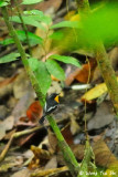 <i>(Ficedula dumetoria)</i><br /> Rufous-chested Flycatcher ♂