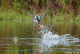 <i>(Spatula clypeata)</i><br />Northern Shoveler ♀