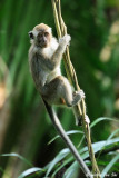 (Macaca fascicularis)Long-tailed Macaque