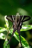 <i>(Lamproptera curius)</i><br /> White Dragontail