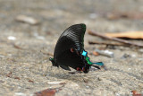 <i>(Papilio Kama)</i><br /> Blue-spotted Peacock Swallowtail