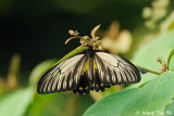 <i>(Troides amphrysus)</i><br /> Malay Birdwing