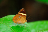 (Xanthotaenia busiris)Yellow-barred Pan
