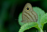 (Ypthima fasciata)Common Six-Ring