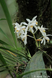 <i>(Coelogyne hirtella)</i>