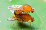 (Drosophilidae sp.)<br />Fruit Fly