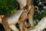 (Macaca nemestrina)Pig- tailed Macaque