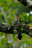 <i>(Hierococcyx bocki)</i><br /> Bocks Hawk-cuckoo
