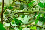 <i>(Parias sumatranus)</i><br /> Sumatran Pit-viper