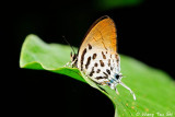 (Drupadia ravindra) Common Posy