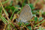 (Zizina otis) Lesser Grass Blue