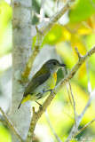 <i>(Prionochilus thoracicus)</i> <br /> Scarlet-breasted Flowerpecker ♀