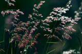 _D504275.jpg
