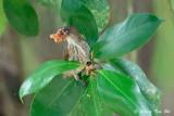 <i>(Pachyglossa modesta)</i><br /> Modest Flowerpecker