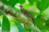 <i>(Indicator archipelagicus)</i><br /> Sunda Honeyguide ♂