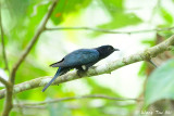 <i>(Surniculus lugubris)</i> <br /> Drongo Cuckoo