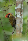 <i>(Dinopium rafflesii)</i><br />Olive-backed Woodpecker ♂