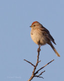 Am-Tree-Sparrow-9881.jpg
