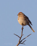 Am-Tree-Sparrow-9881.jpg