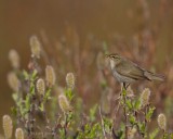 Arctic-Warbler-9611.jpg