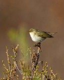 Arctic-Warbler-9704.jpg