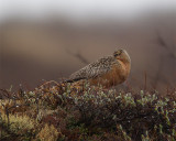 Bar-tailed-Godwit-7744-Edit.jpg