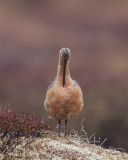 Bar-tailed-Godwit-7824.jpg