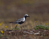 Black-bellied-Plover-0829.jpg