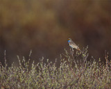 Blue-Throat-9915.jpg