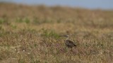 Bristle-thighed-Curlew-3783.jpg