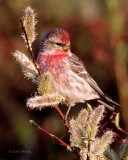 Common-Redpoll-1188.jpg