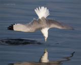 Diving-Kittywake-3094.jpg