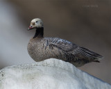 Emperor-Goose-0145.jpg