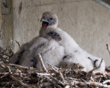 Gyrfalcons-1873.jpg