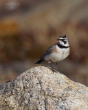 Horned-Lark-0754.jpg