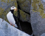Horned-Puffin-0400.jpg