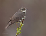 Northern-Waterthrush-8450-L.jpg