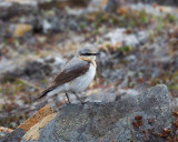 Northern-Wheatear-1305.jpg