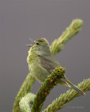 Orange-crowned-Warbler-9358.jpg