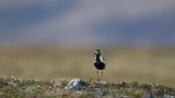 Pacific-Golden-Plover-1312.jpg