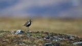 Pacific-Golden-Plover-1318.jpg