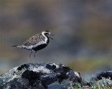 Pacific-Golden-Plover-1440.jpg