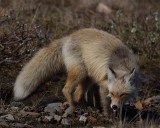 Red-Fox-0883.jpg