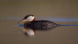 Red-necked-Grebe-3892.jpg