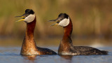 Red-necked-Grebes-4027.jpg