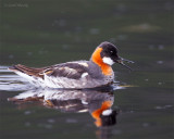 Red-necked-Phalarope-2535.jpg
