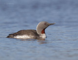 Red-throated-Loon-1094.jpg