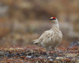Rock-Ptarmigan-8281.jpg