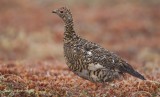 Rock-Ptarmigan-fem-8352.jpg